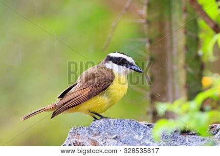 Lesser Kiskadee (pitangus Sulphuratus) Standing On A Small Rock With Raindrops  Against A Natural Gr