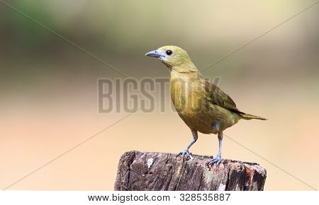 Rufous-bellied Thrush Perched On A Wooden Tree Stump With An Empty Natural Background In The Pantana