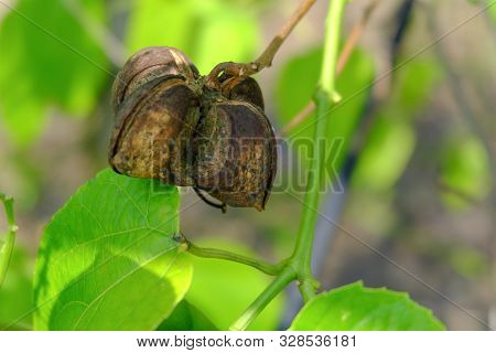 Close Up On Sacha Inchi Fruit And Leaves. Sacha Inchi Peanuts In The Garden, Chainat Thailand.