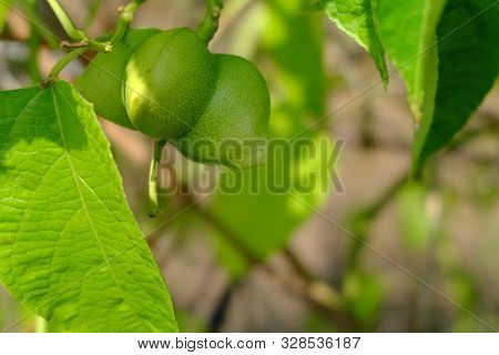 Close Up On Sacha Inchi Fruit And Leaves. Sacha Inchi Peanuts In The Garden, Chainat Thailand.