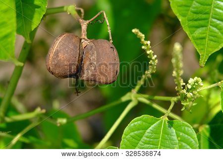 Close Up On Sacha Inchi Fruit And Leaves. Sacha Inchi Peanuts In The Garden, Chainat Thailand.