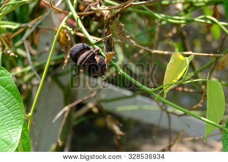 Close Up On Sacha Inchi Fruit And Leaves. Sacha Inchi Peanuts In The Garden, Chainat Thailand.