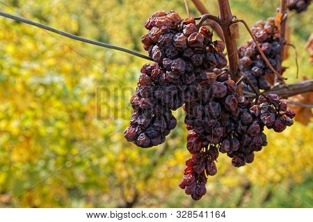 Bunches Of Grapes On The Vine Stocks In Alscae Vineyards