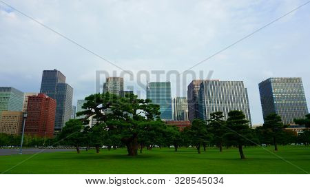 Pine Trees And Skyscrapers. High Rise Buildings In Chiyoda. Chiyoda-ku Is A Special Ward Located In 