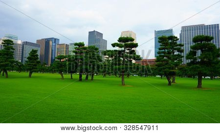 Pine Trees And Skyscrapers. High Rise Buildings In Chiyoda. Chiyoda-ku Is A Special Ward Located In 