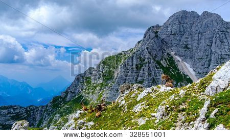Steinbocks In The Julian Alps