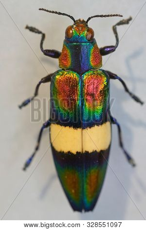 Megaloxantha Bicolor Is A Species Of Metallic Wood-boring Beetles In The Family Buprestidae. Large B