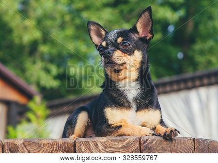 Chihuahua Is Sitting On The Bench. Pretty Brown Chihuahua Dog Standing And Facing The Camera. Chihua