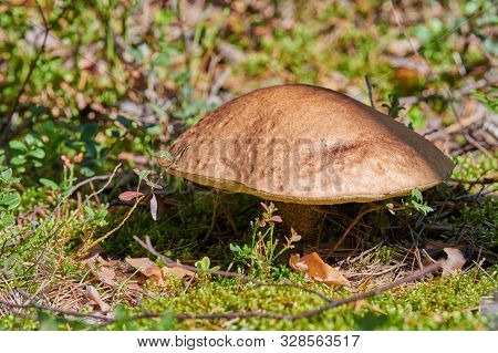 Leccinum Versipelle Mushroom. Orange Birch Bolete In Autumn Forest. Seasonal Collection Of Edible Mu