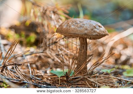 Leccinum Versipelle Mushroom In Autumn Forest. Orange Birch Bolete. Edible Healthy Meal.