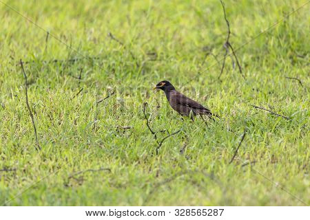 The Common Myna Is Brown With A Black Head. It Has A Yellow Bill, Legs And Bare Eye Skin.the Common 