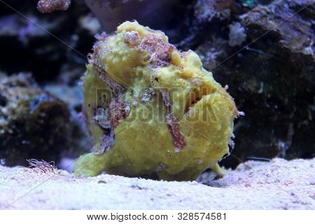 Ugly Yellow Frogfish Lying On The Sea Bottom. Sea And Ocean Life. Resting Underwater Inhabitant. Ant