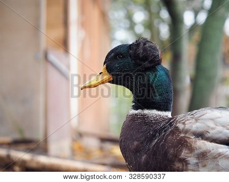Portrait Of An Unusual Duck Drake With A Hairstyle