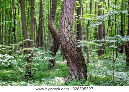 Kaluga, Russia - August 2017: Nature Monument Kaluga City Forest. Sparkling Pines
