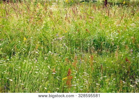 Kaluga, Russia - August 2017: Nature Monument 
