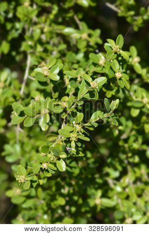 Japanese Box Branch With Flowers - Latin Name - Buxus Microphylla Var. Japonica