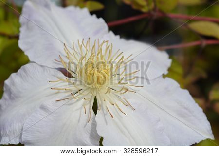 Clematis Gladys Picard Flower Close Up - Latin Name - Clematis Gladys Picard