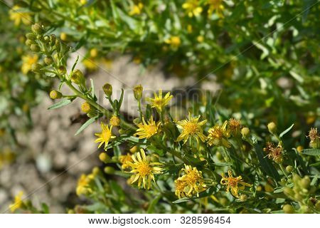 Sticky Aster Yellow Flowers - Latin Name - Dittrichia Viscosa