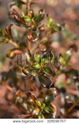 Looking-glass Plant Rainbow Surprise Leaves - Latin Name - Coprosma Rainbow Surprise