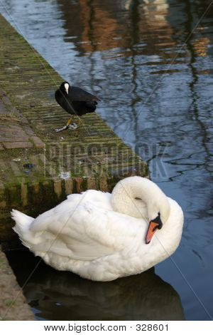 Swan Grooming
