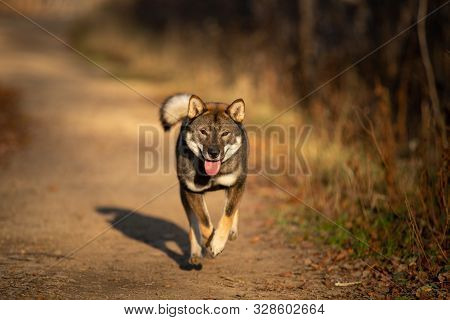 Shikoku Dog Running Fast In The Forest At Sunset. Rare Japanese Shikoku Dog Having Fun In Autumn