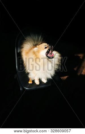 Funny Fluffy Pomeranian Spitz Dog Yawning With Open Wide Mouth Isolated On Black Dark Background. An
