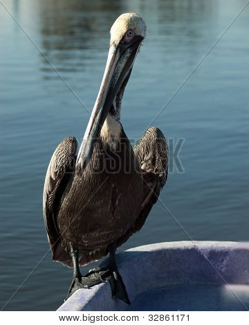 Pelican