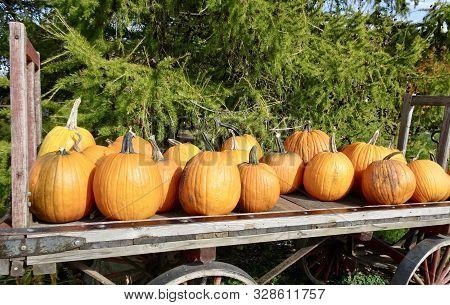 Green Pine Branches Form A Contrasting Backdrop For A Rustic Wagon Load Of Bright Orange Pumpkins Du