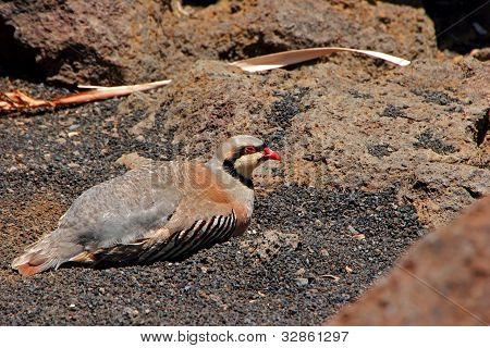 Panden Partridge fugl