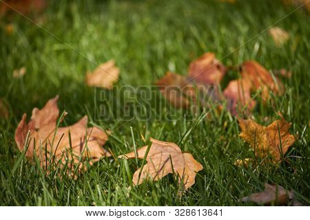 Close-up Of Yellow Maple Leaves On The Green Grass Of The Lawn, Selective Focus