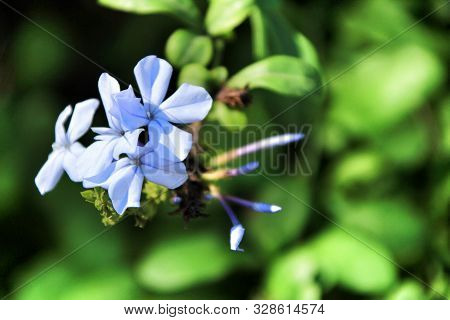 Beautiful Blue Plumbago Auriculata Flowers In The Garden