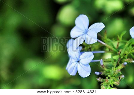 Beautiful Blue Plumbago Auriculata Flowers In The Garden