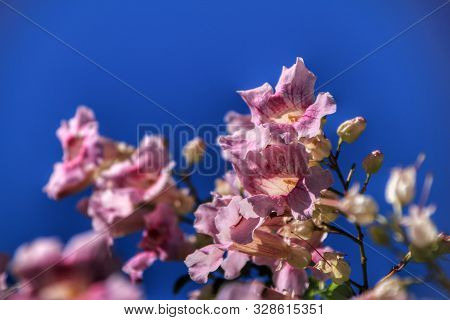 Beautiful Pink Podranea Ricasoliana Flowers In The Garden Under Blue Sky