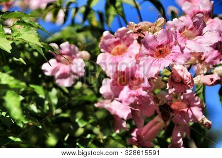 Beautiful Pink Podranea Ricasoliana Flowers In The Garden Under Blue Sky