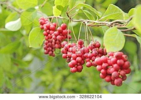 Red Fruits Of Schisandra Growing On Branch In Row. Schizandra On Liana In Garden