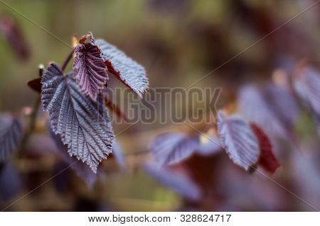 Hazel Leafs, Brown Colored Leafs, With Nice Smooth Out Of Focus Background