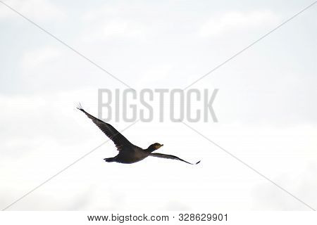 A View Of A Double-crested Cormorant Flying In The Sky.
Bc Canada
