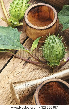 Datura In Herbal Medicine