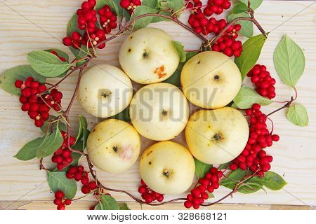 White Apples And Schisandra. Still Life With Ripe Schizandra And Apple