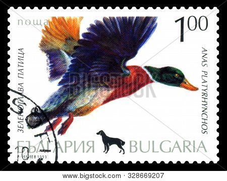 Stavropol, Russia - October 20, 2019: A Stamp Printed By Bulgaria Shows  Bird Mallard, Anas Platyrhy