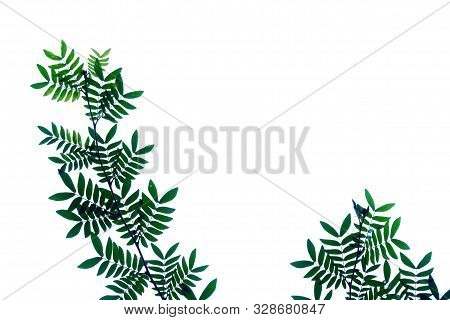 Wild Tamarind Leaves With Branches On White Isolated Background For Green Foliage Backdrop And Copy 