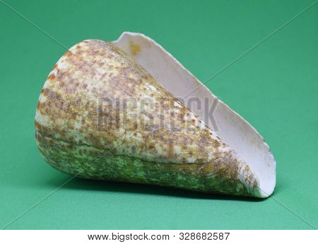 Large Conch Of Strombus Bobonius Side View On Green Background. Natural Seashell Of Prehistoric Site