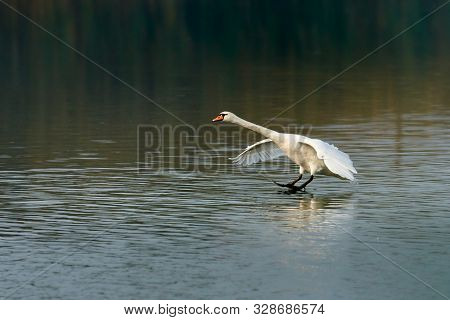 White Swan Lands On The Surface Of The Lake