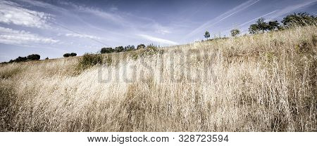 Wide View Of A Golden Field In The Summer