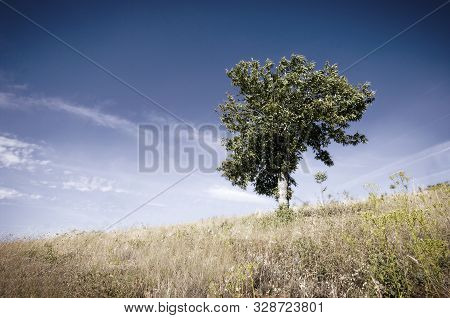 View Of Lonely Tree In A Weadow In The Summer
