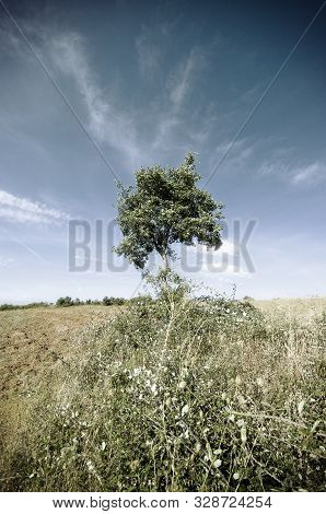 View Of Lonely Tree In A Weadow In The Summer