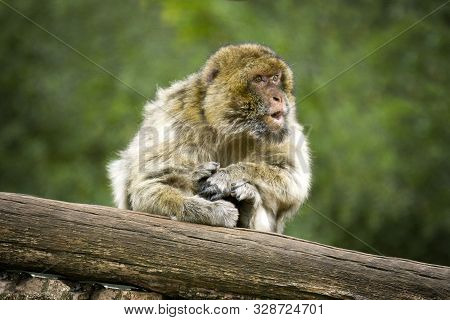 Portrait Of A Barbary Macaque Making A Funny Surprised Face