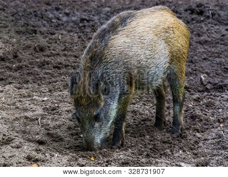 Portrait Of A Wild Boar Grubbing The Earth, Instinctual Pig Behavior, Common Animal Specie From Eura