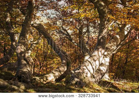 The Magic Forest In The Gran Sasso And Monti Della Laga National Park Named 