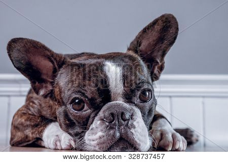 Portrait Boston Terrier Pure Breed Soft Grey Background Closeup